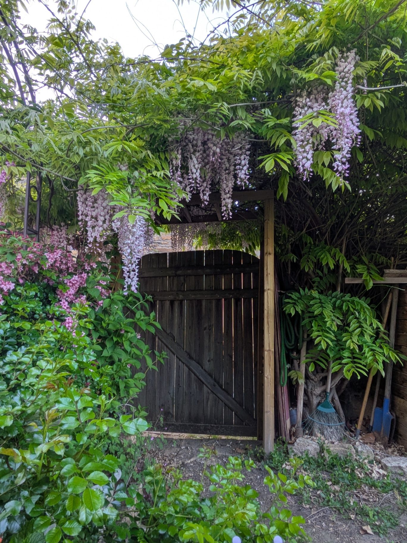 Le portail sous la glycine